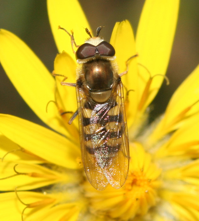 Dittero syirphidae: Eupeodes corollae